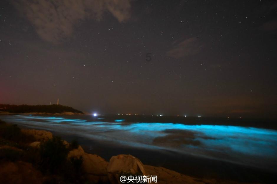 白莲花守则